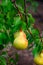 Pears on the tree. Selective focus