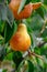 Pears on the tree. Selective focus