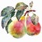 Pears , watercolor