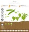 Peas beneficial features graphic template. Gardening, farming infographic, how it grows. Flat style design