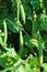 Peas crop. The woman collects peas. Very sweet and large peas. Gifts of summer. Crop.