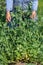 Peas crop. The woman collects peas. Very sweet and large peas. Gifts of summer. Crop.