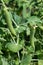 Peas crop. The woman collects peas. Very sweet and large peas. Gifts of summer. Crop.