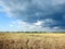 Peas field and beautiful cloudy sky, Lithuania