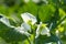 Peas flowers