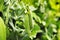 Peas in the garden. Pisum. Peas close up. Background