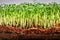 Peas microgreens with seeds and roots. Sprouting Micro greens on Jute Microgreens Grow Mats. Sprouting Microgreens on