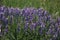 Peas mouse flowers, also known as Vicia cracca on the meadow