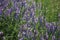 Peas mouse flowers, also known as Vicia cracca on the meadow