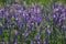 Peas mouse flowers, also known as Vicia cracca on the meadow