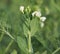 Peas plant blooming