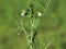 Peas plant blooming