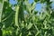 Peas plant with ripe green pods, raw in field, organic farming