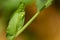 Peas seedling, macro photo after summer rain