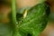 Peas seedling, macro photo after summer rain