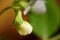 Peas seedling, macro photo after summer rain