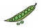 Peas vector illustration.Green peas with seeds