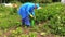 Peasant farmer man pump sprinkler tool and spray potato plants