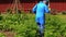 Peasant farmer man spray potato plants with pesticide
