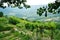 Peasant Garden at Motovun, Istria, Croatia, Europe