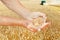 Peasant hands hold seeds on wheat field