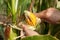 Peasant is harvesting a damaged corncobs