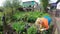 A peasant weeds a flower bed. Poor rural courtyard. Timelapse.