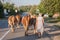 Peasant woman conducting her herd of cows on a street of Dubovac, a small agricultural village of central Serbia