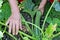 The peasant woman farmer holding in his hand a small fresh zuc