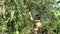 Peasant woman girl harvest ripe pear fruits to wicker basket in fruiter tree farm plantation. 4K