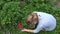 Peasant woman girl harvest ripe strawberry in farm plantation. 4K