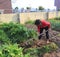 Peasant woman growing vegetables