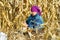 Peasant woman harvests corncobs
