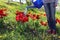 Peasant woman waters tulips in a garden