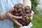 Peasant woman who brings fresh artichokes in her hands