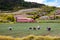 Peasants working on a green onion field at the Boyaca Department in Colombia