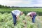 Peasants in yellow bean field