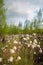 Peat bog with the cotton-grass and small birch trees