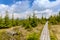 Peat bog in Krkonose national park Czech republic