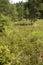 Peat bog with pioneer trees in New London, New Hampshire.