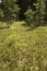 Peat bog with pioneer trees in New London, New Hampshire.