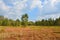 Peat bog in polish mountains