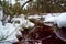 Peat bog, red water, bent trunk, snow and blueberry