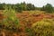 Peat bogs, the Bieszczady Mountains in Poland, a beautiful autumn landscape