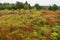 Peat bogs, the Bieszczady Mountains in Poland, a beautiful autumn landscape