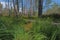 Peat bogs - National Nature Reserve - Cervene blato,Trebonsko