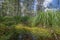 Peat bogs - National Nature Reserve - Cervene blato,Trebonsko