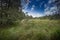 Peat bogs - National Nature Reserve - Cervene blato,Trebonsko