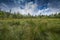 Peat bogs - National Nature Reserve - Cervene blato,Trebonsko