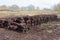 Peat digging in Dutch rural landscape